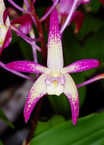 Dendrobium Gundy Moon