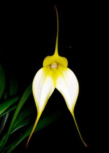 Masdevallia Ada's Delight