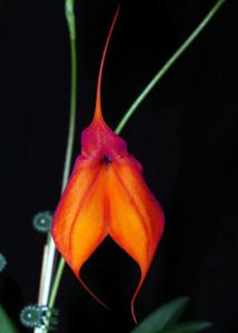 Masdevallia Splendida