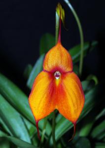 Masdevallia Karen Eleanor