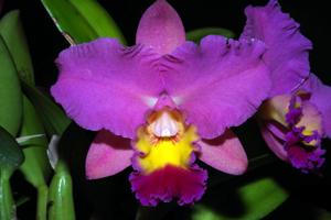 Cattleya Dal's Choice