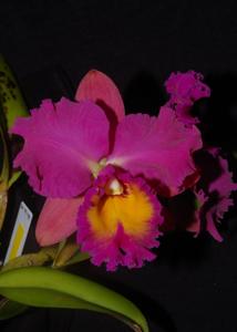 Rhyncholaeliocattleya Brunswick Gem