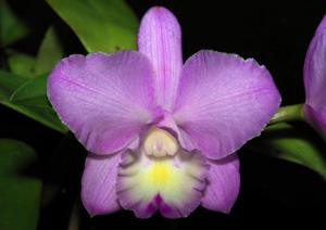 Cattleya Lana Coryell