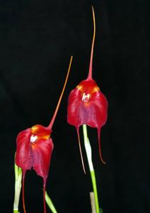 Masdevallia Swallow