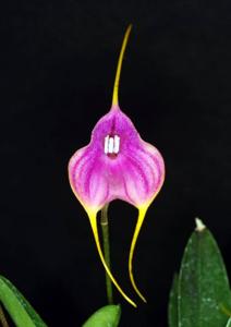 Masdevallia Hot Shot