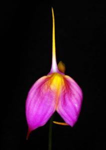 Masdevallia Lyn Sherlock