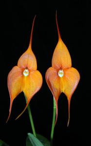 Masdevallia Golden Crown