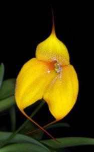 Masdevallia Angel Frost