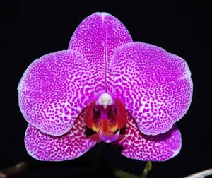 Phalaenopsis I-Hsin Black Jack