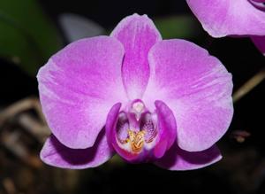 Phalaenopsis Spring Silk