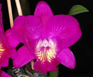 Rhyncattleanthe Koura