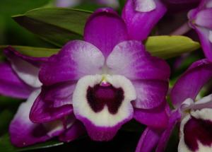 Dendrobium Tomoflake