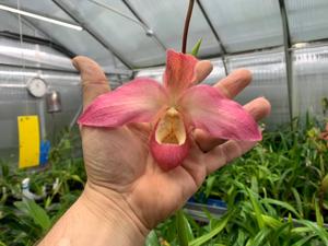 Phragmipedium Peruflora's Spirit