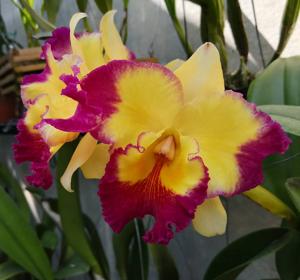 Rhyncholaeliocattleya Taiwan Fantasy