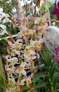 Dendrobium Chan-Chao