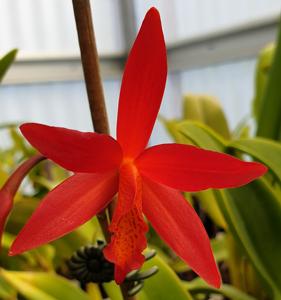 Cattlianthe Rojo