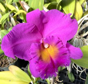 Rhyncholaeliocattleya Pink Empress