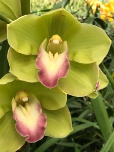 Cymbidium Valley Zenith