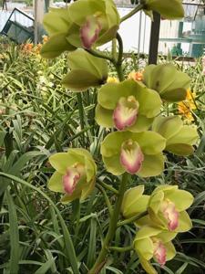 Cymbidium Valley Zenith