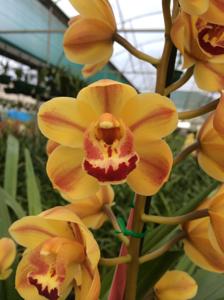 Cymbidium Phil's Joy