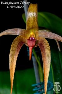 Bulbophyllum Jersey