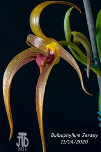 Bulbophyllum Jersey