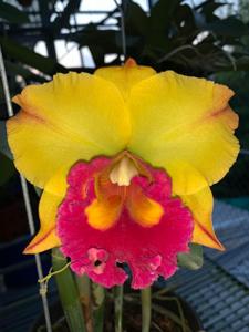 Rhyncholaeliocattleya Yen Twentyfour Carat