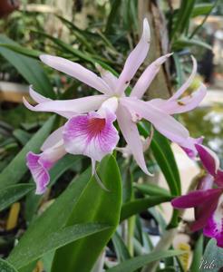 Brassocattleya Playa Arapo