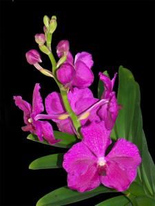Vanda Prao Rainbow