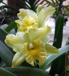 Rhyncholaeliocattleya Delta King