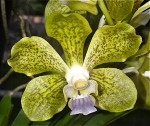 Vanda insignis-Kenny Gold