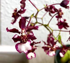 Oncidium Jairak Fragrance