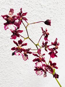 Oncidium Jairak Fragrance