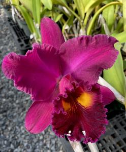 Rhyncholaeliocattleya Sanyung Ruby