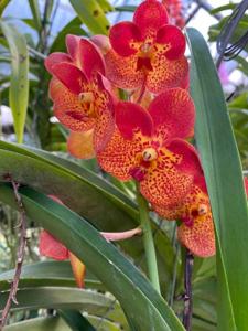 Vanda Fuchs Spotted Cat