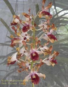 Dendrobium Velvet Las