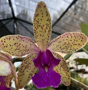 Cattleya Pão de Açúcar