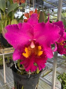 Rhyncholaeliocattleya Lucky Man