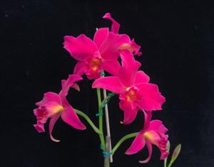 Laeliocattleya Hsin Buu Lady