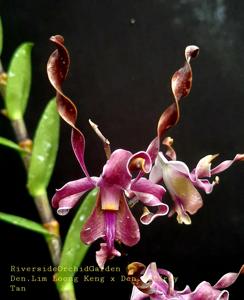 Dendrobium Nurjanah