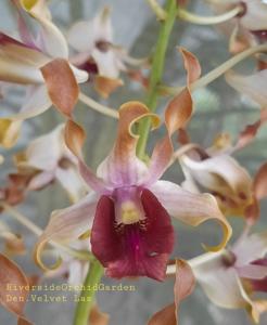 Dendrobium Velvet Las