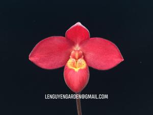 Phragmipedium Inca Fire