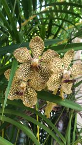 Vanda Ubuntu