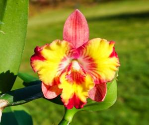 Cattleya Warpaint
