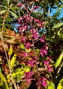 Dendrobium Kuranda Twist