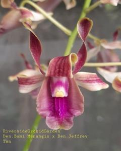 Dendrobium Donny Rizal