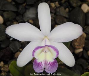 Cattleya Sincomedia