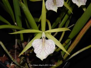 Brassocattleya Green Bird