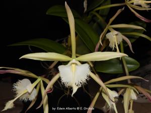 Rhynchodendrum Cabalgata en Verde