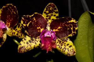 Rhyncholaeliocattleya Chris Tomaszkiewicz